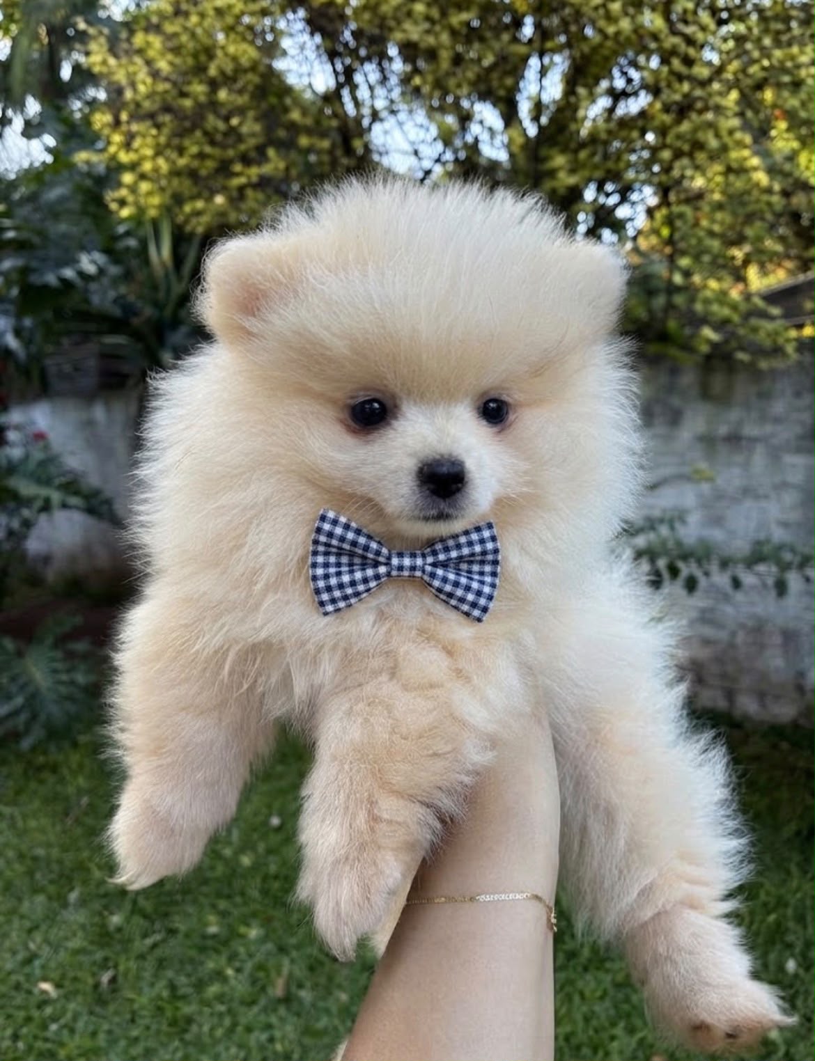 Lulu da Pomerânia macho da Origem, foto 03