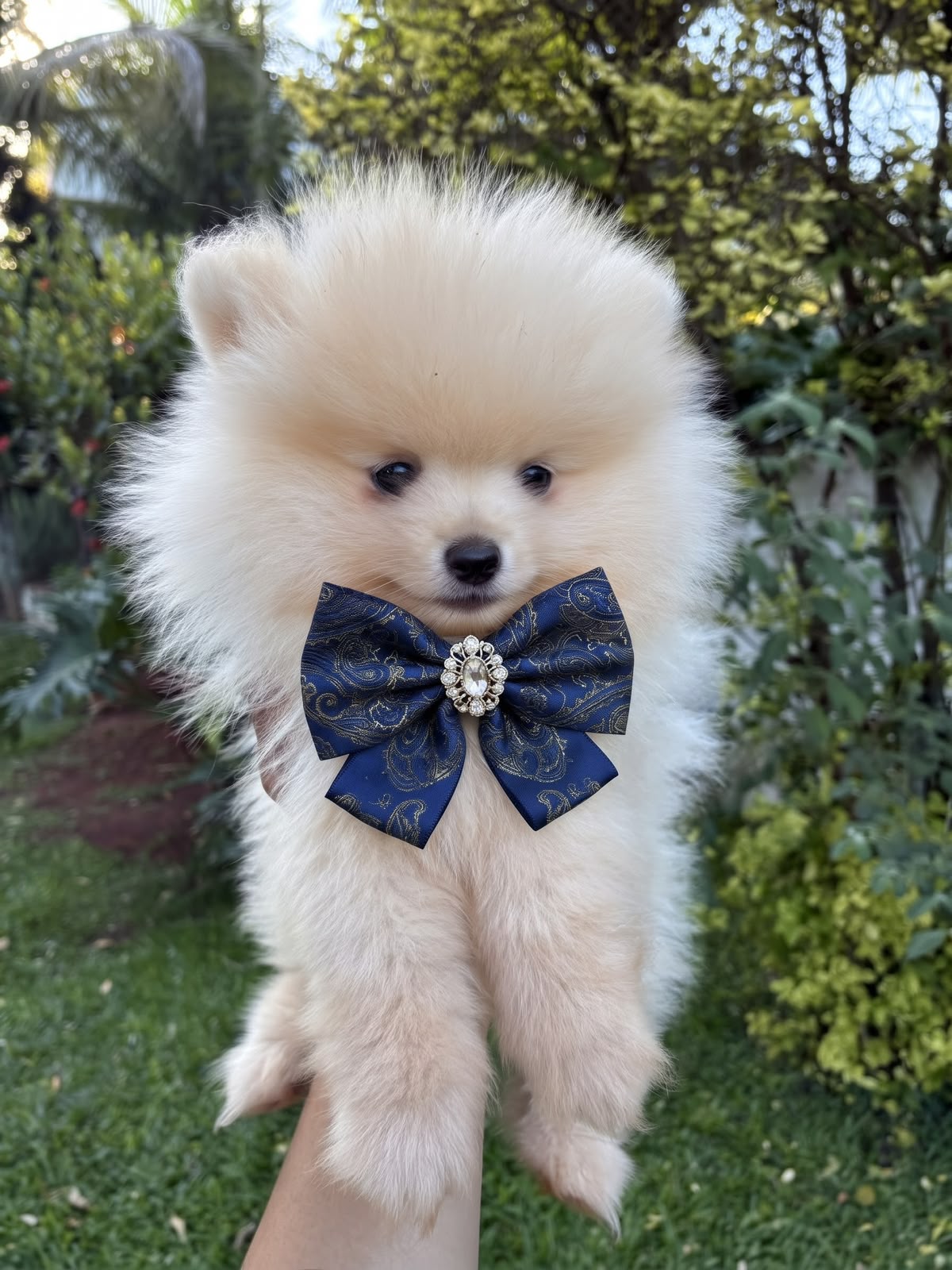 Lulu da Pomerânia macho da Origem, foto 01