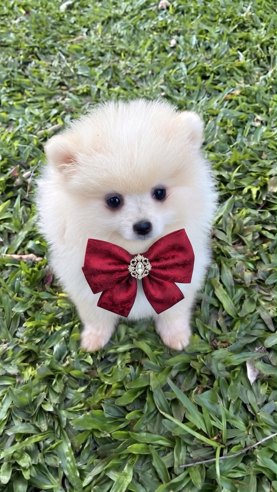 Lulu da Pomerânia macho da Origem, foto 04