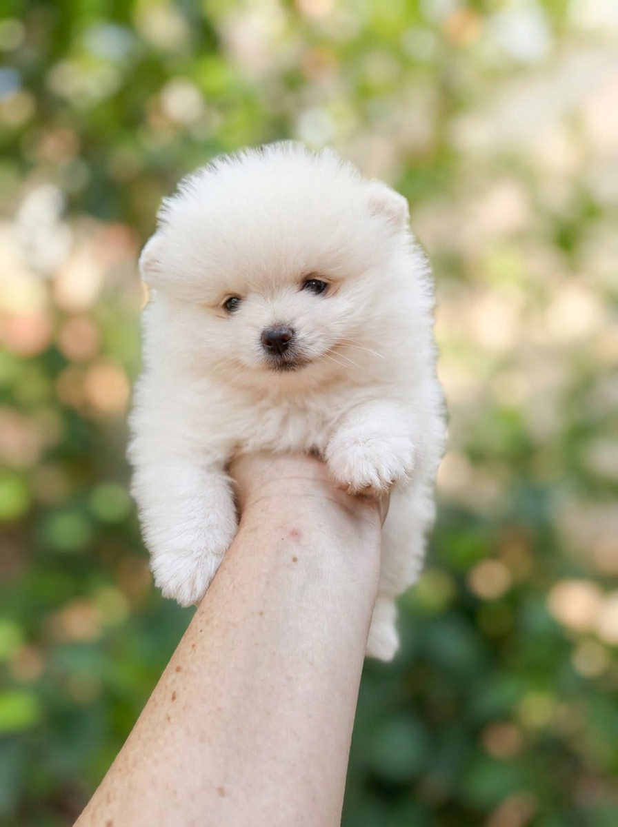 Lulu da Pomerânia macho da Origem, foto 05